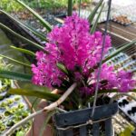 Vanda Ascocenthrum Ampullaceum - COLEÇÃO