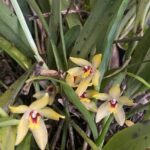 Touceira Octomeria Grandiflora