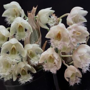 Catasetum Clowesia Rosea x Warcenviczii - COLEÇÃO