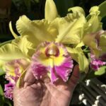 Cattleya Blc. Yong Kong Sun 16 - COLEÇÃO