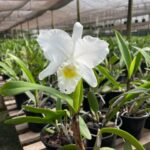 C. Intertexta ''Alba'' x Blc. Hawaiian Wedding Song ''Virgin''