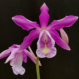 C. Myrmecophila Tibicinis x Laelia Milleri - COLEÇÃO