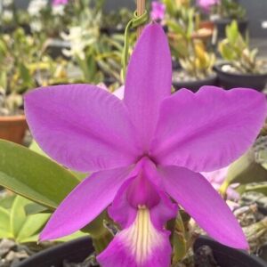 C. Mesquitae ''Santa Cruz'' 7957 - COLEÇÃO