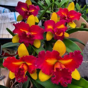 Blc. Nobile's Tropical Sunset ''Tao''
