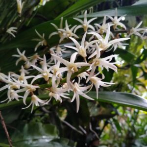 Eria Javanica