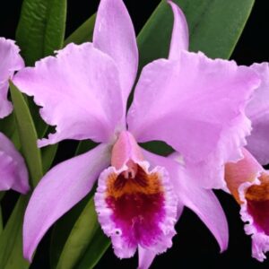 C. Percivaliana Tipo 'AAA' Campeã x Self