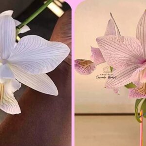 C. Nobilior Venosa Egle Moreno x Mascara