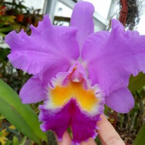 Blc. Legend Of Maui x (Blc. Irene Holguin x Blc. Colorama)