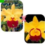 Blc. Junior Lahr x Blc. Chyong-Guu Chaffinch