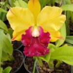 Blc. Nsa Acqua Splash x Blc. Toshie Aoki