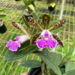 Cattleya Peckhaviensis - COLEÇÃO