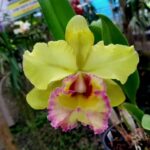 Blc. Yong Kong ''Sun 16''