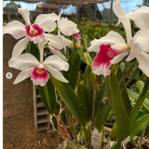 L. Purpurata ''Carnea Cereja'' x ''Carnea Wenzel''