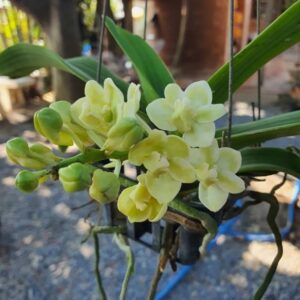 Mini Vanda Rhynchostyllis Creamy Spot Gigantea - COLEÇÃO