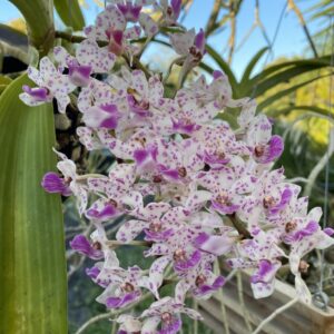 Mini Vanda Rhynchostyllis Krai Spot Gigantea - COLEÇÃO