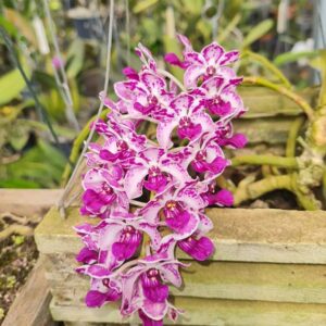 Mini Vanda Rhynchostyllis Amenizen Spot Gigantea - COLEÇÃO