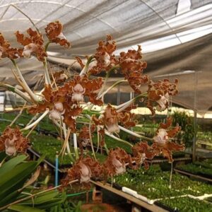 Cattleya Schomburgkia Tipo - COLEÇÃO