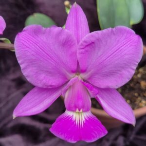 Cattleya Walkeriana Tipo NT
