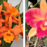 Pot. Afternoon Delight x Blc. Ana Maria Varuzza