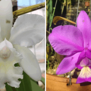 C. Julio Conceição x C. Nobilior ''Dom Rafael''