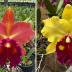 (Pot. Exotic Dream x Blc. Nsa Linda Donna) x Blc. Toshie Aoki