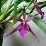 Miltassia Royal Robe - COLEÇÃO