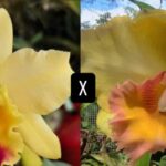 Blc. Fabiana Lahr x (Blc. Chunyeah x Blc. Haw Yuan Gold ''YK2'')