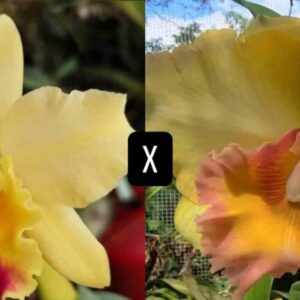 Blc. Fabiana Lahr x (Blc. Chunyeah x Blc. Haw Yuan Gold ''YK2'')
