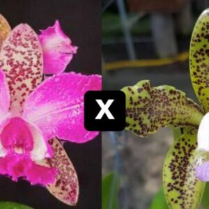 C. Pedra da Gávea ''Trilabelo'' x C. Guttata ''Coerulea''