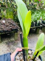 (Pot. Exotic Dream x Blc. Nsa Linda Donna) x Blc. Toshie Aoki - Imagem 4