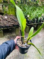 (Pot. Exotic Dream x Blc. Nsa Linda Donna) x Blc. Toshie Aoki - Imagem 2