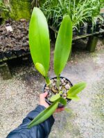 (Pot. Exotic Dream x Blc. Nsa Linda Donna) x Blc. Toshie Aoki - Imagem 3