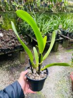 (Pot. Exotic Dream x Blc. Nsa Linda Donna) x Blc. Toshie Aoki - Imagem 5