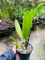 (Pot. Exotic Dream x Blc. Nsa Linda Donna) x Blc. Toshie Aoki - Imagem 6