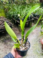 (Pot. Exotic Dream x Blc. Nsa Linda Donna) x Blc. Toshie Aoki - Imagem 7