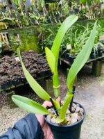 (Pot. Exotic Dream x Blc. Nsa Linda Donna) x Blc. Toshie Aoki - Imagem 8