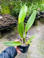 (Pot. Exotic Dream x Blc. Nsa Linda Donna) x Blc. Toshie Aoki - Imagem 9