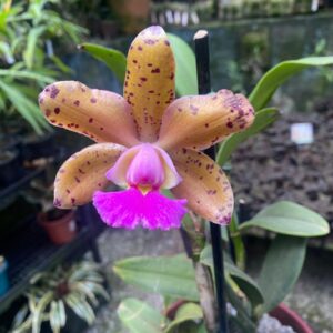 Cattleya Corcovado - COLEÇÃO