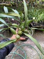Coelogyne Cristata - Imagem 7