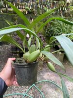 Coelogyne Cristata - Imagem 4