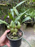 Coelogyne Cristata - Imagem 3