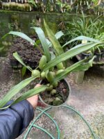 Coelogyne Cristata - Imagem 2