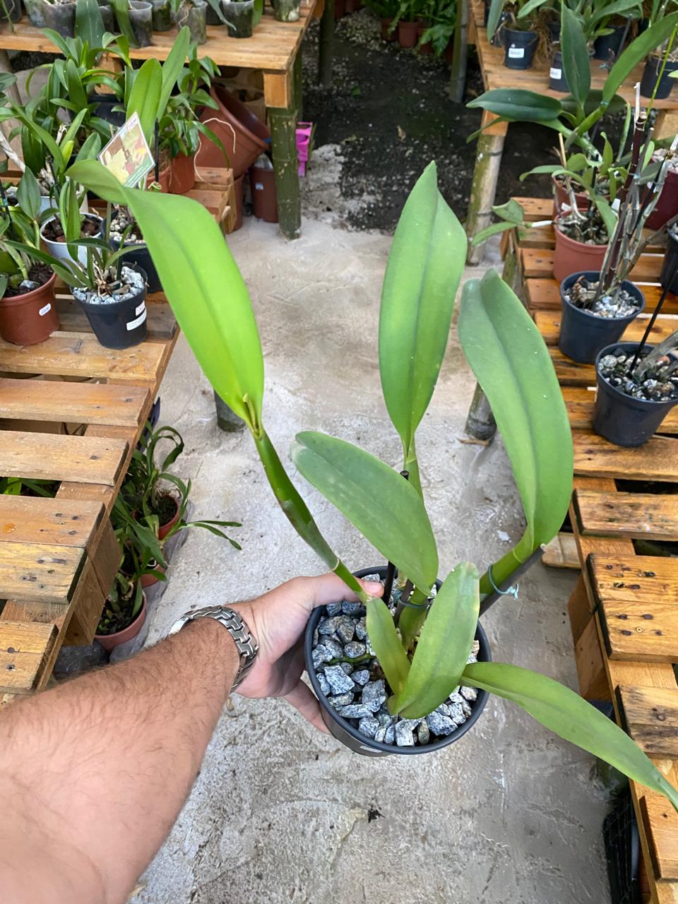 Blc. Nsa Acqua Splash x Blc. Toshie Aoki – Orquidário Matsuoka