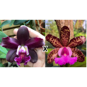 (C. Whitey x C. Schilleriana) x C. Aclandiae ''Itororó''