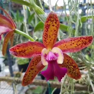 Blc. Durigan ''Parda'' x C. Netrasiri Wax ''NSA''