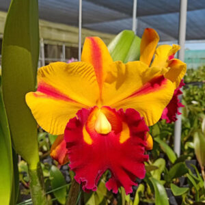 Blc. Shinfong Castle