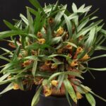 Maxillaria Ferdinandiana