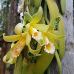 Vanilla Planifolia - Orquídea Baunilha