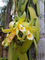Vanilla Planifolia - Orquídea Baunilha