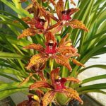 Cymbidium Beatriz Kunning - IMPORTADA - COLEÇÃO